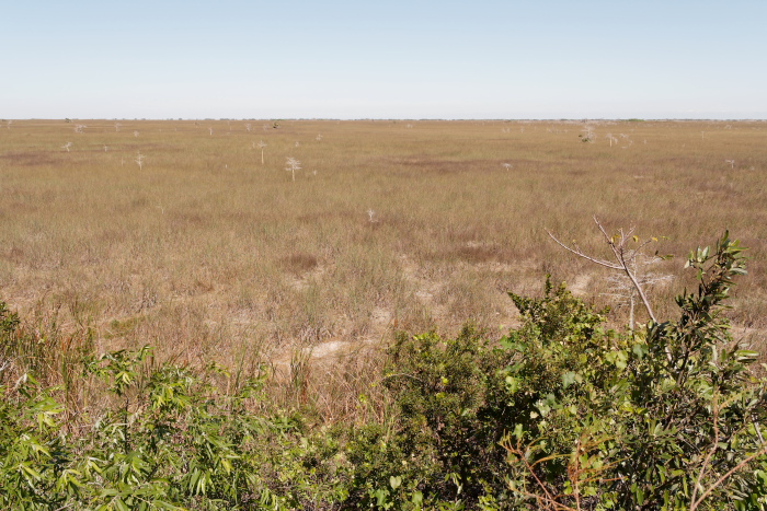 IMG_8313_DxO_raw_Floride